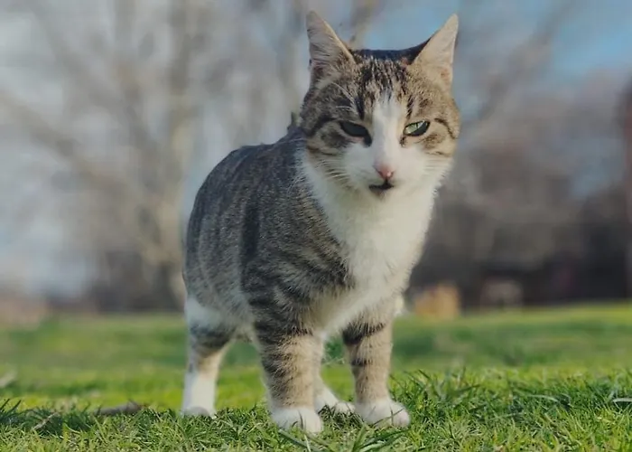 Nyaraló Corazon, One Of A Kind Mill With Speechless Mountain View! *